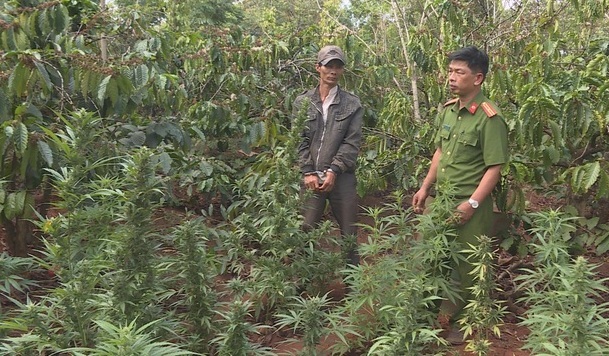 Tạm giữ chủ vườn trồng hơn 1.000 cây cần sa trên rẫy cà phê, giấu mìn tự chế trong nhà