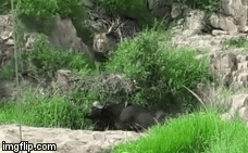 Video: Sư tử đực tấn công trâu rừng đang ngủ và cái kết đầy đau đớn cho kẻ thua cuộc