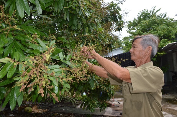 Hành trình chinh phục thiên nhiên của lão nông đưa trái ngọt về rừng U Minh