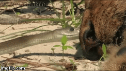 Video: Trúng nhát cắn 