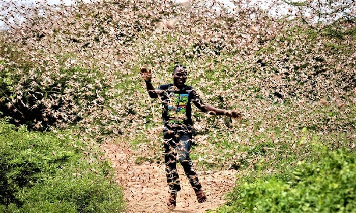 Choáng váng trước sức tàn phá của hàng trăm triệu con châu chấu đang tràn vào châu Á