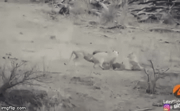 Video: Vất vả đi săn, sử tử cái bị con đực hấp tấp phá tan thành quả