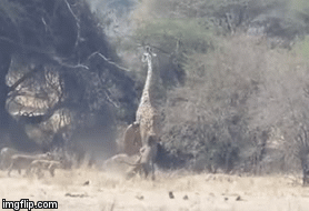 Video: Cuộc chiến không khoan nhượng giữa sư tử và con mồi to lớn