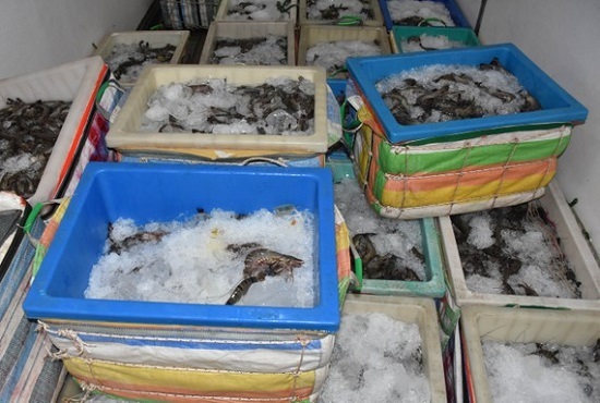 Thu gom, vận chuyển tôm sú tạp chất, người đàn ông bị phạt 70 triệu đồng