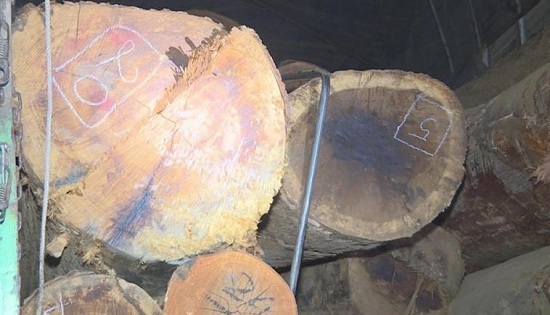 Đắk Lắk: Sử dụng hồ sơ giả để vận chuyển gỗ lậu đi tiêu thụ