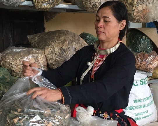 Nhiều năm nay không còn cảnh đau nhức xương khớp nhờ cây lạ hái trên rừng