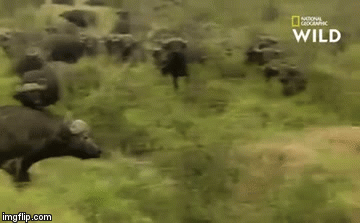 Video: Sư tử giết hại nghé con khiến đàn trâu rừng phẫn nộ