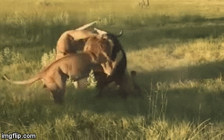 Video: Sư tử thở hồng hộc vì mệt và hú vía sau trận chiến kinh hoàng với con mồi quá khoẻ