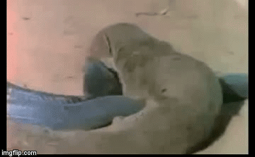 Video: Ngông cuồng lao vào tấn công rắn hổ mang, cầy Mangut bị dạy cho một bài học đau đớn