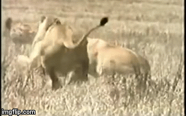 Video: Liễu lĩnh lao vào cướp mồi của bầy sư tử, linh cầu bị