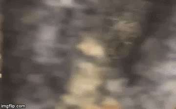 Video: Mãnh hổ định tấn công trâu nước nhưng hoảng hốt rút khỏi cuộc chiến vì điều này