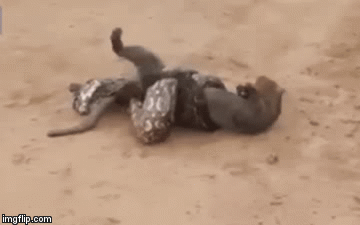 Video: Đối mặt trăn khủng, mèo rừng tuyệt vọng chờ chết thì điều kỳ diệu xảy ra