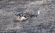 Video: Bầy chó hoang sử dụng tuyệt chiêu lợi hại khiến con mồi nhận kết cục đau đớn