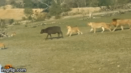 Video: Trâu rừng lạc đàn trở thành bữa tiệc cho bầy sư tử háu đói