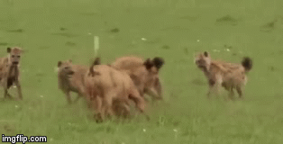 Video: Cuộc chiến đẫm máu giữa sư tử và bầy linh cẩu để giành xác trâu rừng