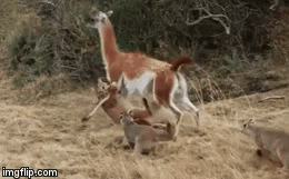 Video: Báo sư tử săn con mồi gấp 3 lần kích thước cơ thể nó và cái kết không ai ngờ tới