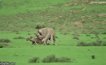 Video: Sư tử vờn linh dương con suốt 20 phút trước khi ăn thịt