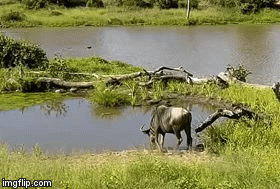 Video: Mải mê uống nước, linh dương đối mặt nguy hiểm bất ngờ