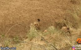 Video: Bị 12 con linh cẩu cắn xé, sử tử đực thoát chết nhờ màn 