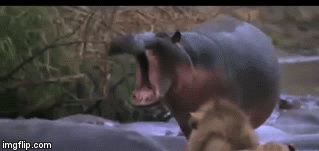 Video: Cả gan chọc giận hà mã, sư tử nhận bài học nhớ đời