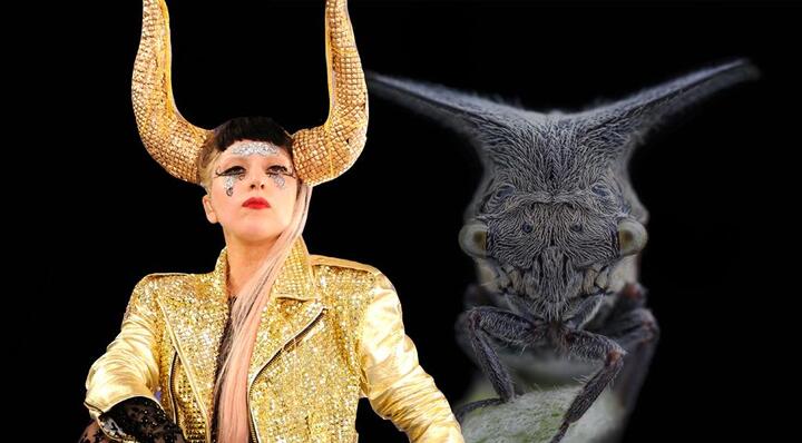 Tên của Lady Gaga được đặt cho một loài châu chấu có sừng