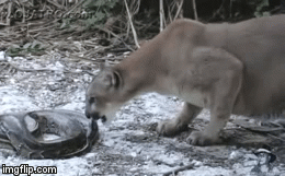 Video: Trăn Miến Điện điềm tĩnh đối phó với kẻ ăn thịt khét tiếng Bắc Mỹ