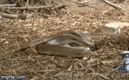 Video: Trăn gấm “tự sát” bằng cách tự cắn vào chính bản thân mình