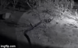 Video: Hổ mang đen đi săn trong đêm, tung chiêu kết liễu “ông trùm” nọc độc