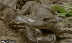 Video: Tưởng trăn Nam Mỹ từ bỏ ý định ăn thịt, ngờ đâu cá sấu Caiman vẫn bị nuốt gọn