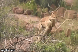 Video: Đối đầu sát thủ hàng đầu giới tự nhiên, linh dương lật ngược tình thế ngoạn mục