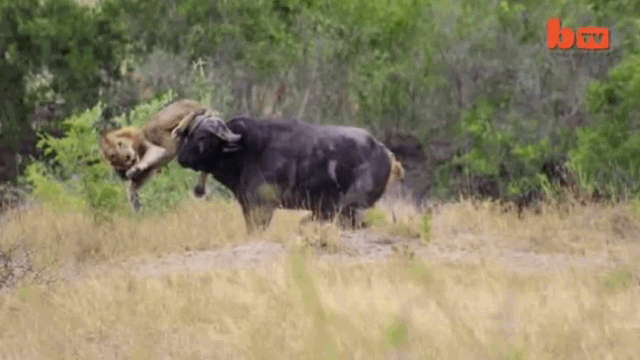 Video: Bị 2 con sư tử đói lao vào cắn xe, trâu rừng tung đòn húc toạc đùi 