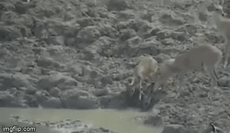 Video: Trăn tung mình chuẩn xác tóm gọn linh dương trong chớp mắt