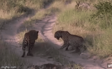 Video: Quá tập trung khi đi săn, báo hoa mai tự biến mình thành con mồi