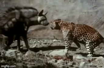 Video: Báo hoa mai mẹ tung chiêu độc hạ gục đối thủ có kích thước lớn hơn mình để bảo vệ con