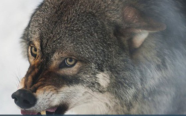 Video: “Quỷ núi” đơn độc chống lại đôi sói xám giữa sườn núi tuyết