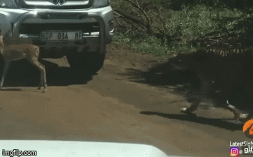 Video: Dùng chiêu trốn sau ô tô, linh dương non vẫn bị kẻ thù “hỏi thăm”