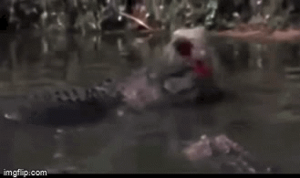 Video: Dòng sông bị nhuộm đỏ sau trận tử chiến giữa báo đốm và cá sấu