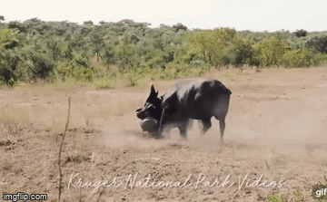 Video: Trâu rừng đánh nhau bất phân thắng bại và phản ứng bất ngờ của 