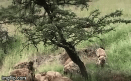 Video: Mờ mắt vì thức ăn, linh cẩu mạo phạm “nhà vua” và cái kết bất ngờ