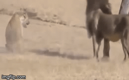 Video: Sư tử tấn công như vũ bão, biến linh cẩu thành “phế vật” không thể đi trộm thức ăn 