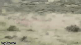 Video: Bị báo hoa mai phục kích tấn công chớp nhoáng, báo săn không kịp trở tay