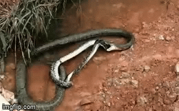 Video: Trăn vua kịch chiến với hổ mang chúa 