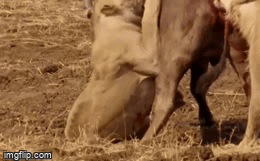 Video: Trâu rừng quá khỏe 