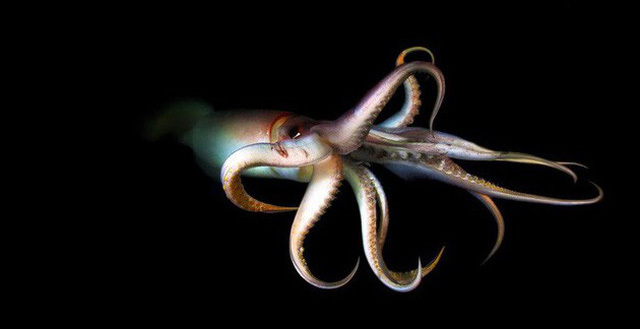 Video: Đàn mực cả trăm con dài tới 2 mét phối hợp săn cá dưới đáy biển sâu