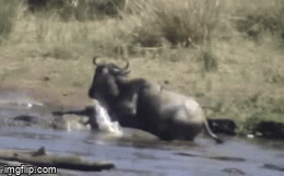 Video: Linh dương đầu bò thoát khỏi “bàn tay tử thần” nhờ tung vó đạp thẳng vào đầu cá sấu