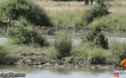 Video: Không chịu nằm yên chờ chết linh dương quyết liệt phản đòn và cái kết bất ngờ cho kẻ yếu thế