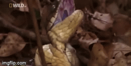 Video: Hổ mang chúa đực nổi giận giết chết con cái đang mang thai rồi ăn thịt