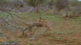 Video: Linh dương nằm im giả chết đánh lừa cả đàn báo săn lẫn linh cẩu