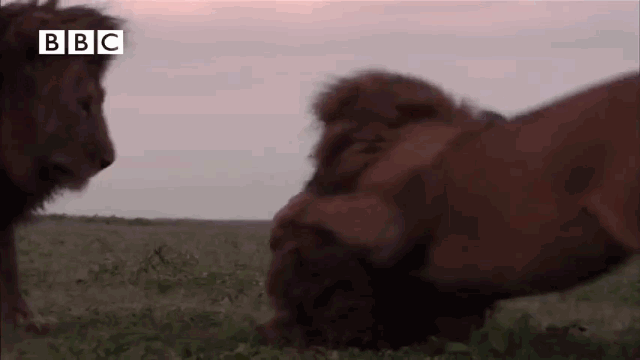 Video: Bạo gan xâm phạm lãnh thổ 