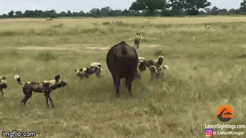 Video: Trâu mẹ điên cuồng lao tới bảo vệ con trước đàn chó hoang khát máu và cái kết